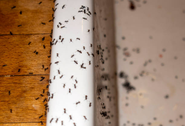  North Richland Hills, TX Pest Control Pros